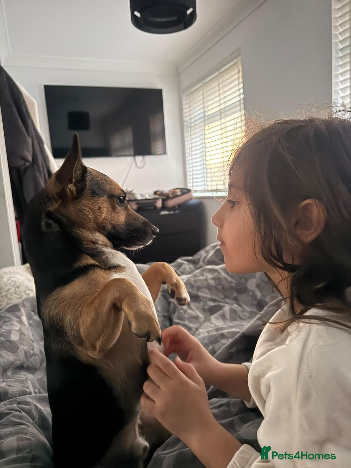 Jack Russell dogs for sale: Gus: Affectionate Jack Russell Seeks Loving Home - Advert 2