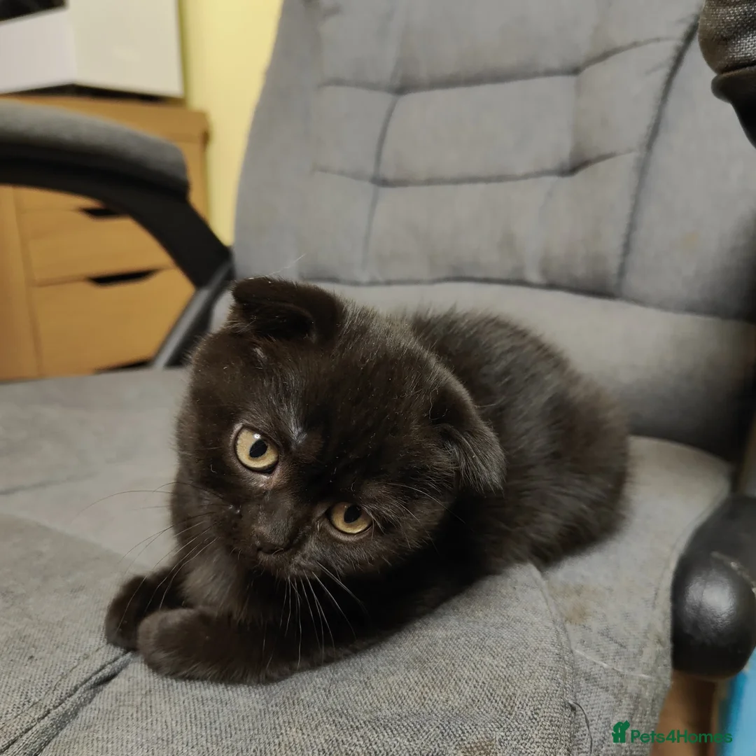 Scottish Fold cats for sale: ❤ready to leave today - Advert 8