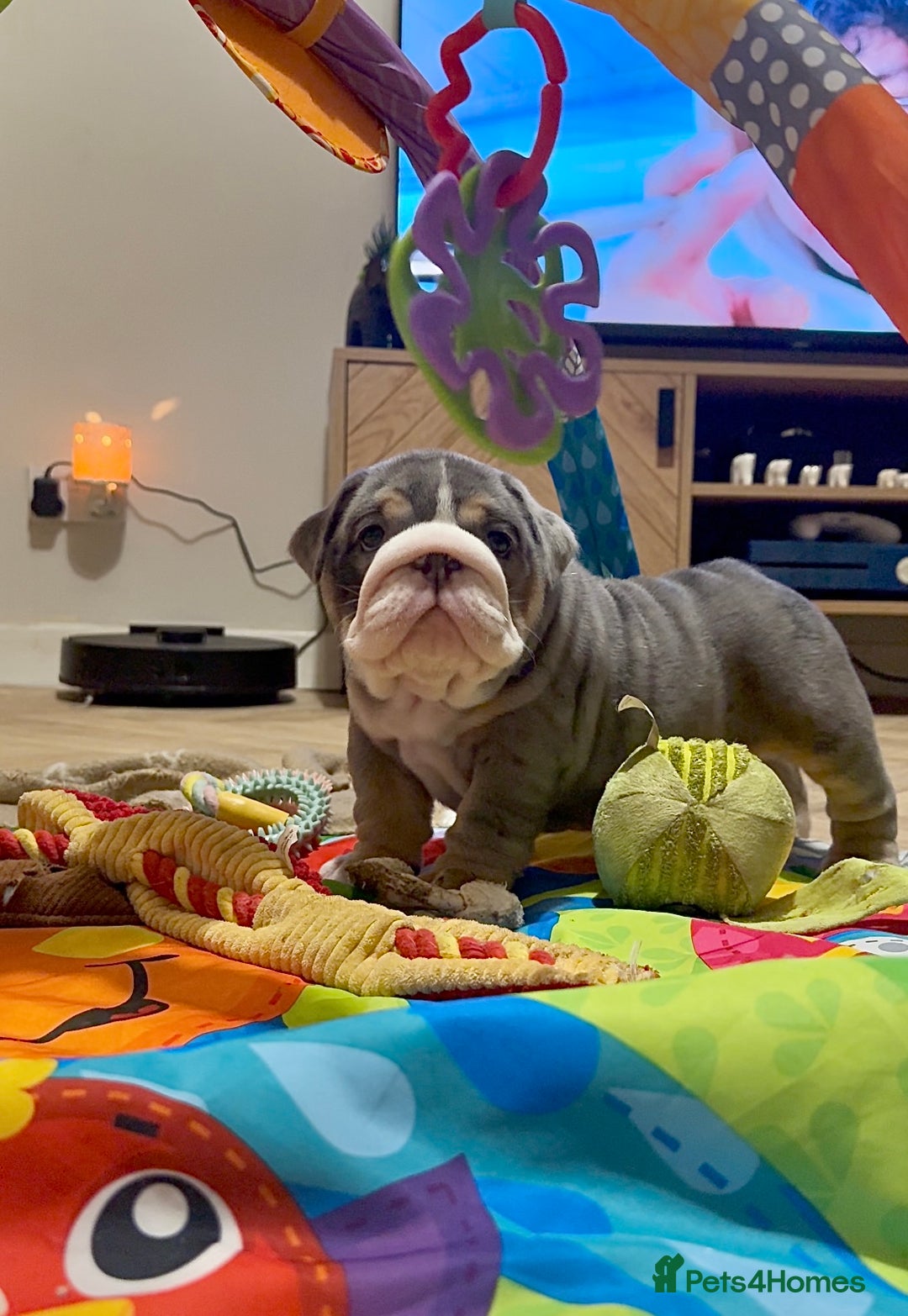 English Bulldog dogs for sale: English bulldog puppies - Advert 4