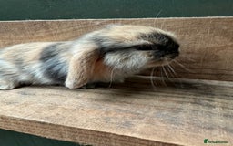 Mini Lop rabbits for sale: MINI LOP BUNNIES / PEDIGREE  - Image 16