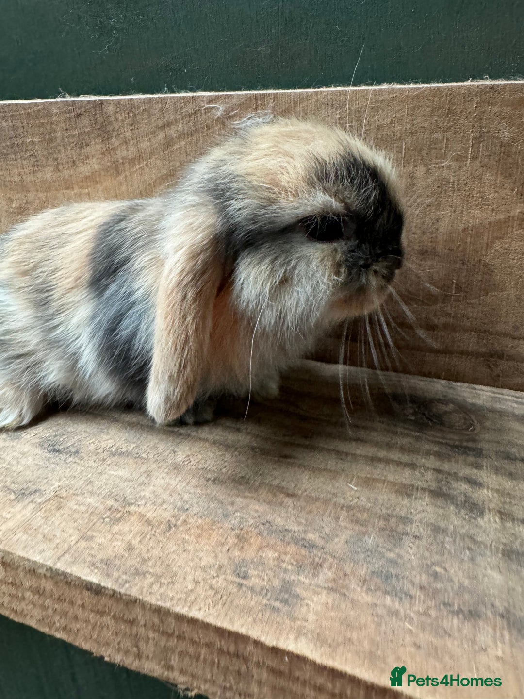 Mini Lop rabbits for sale: MINI LOP BUNNIES / PEDIGREE  - Image 16