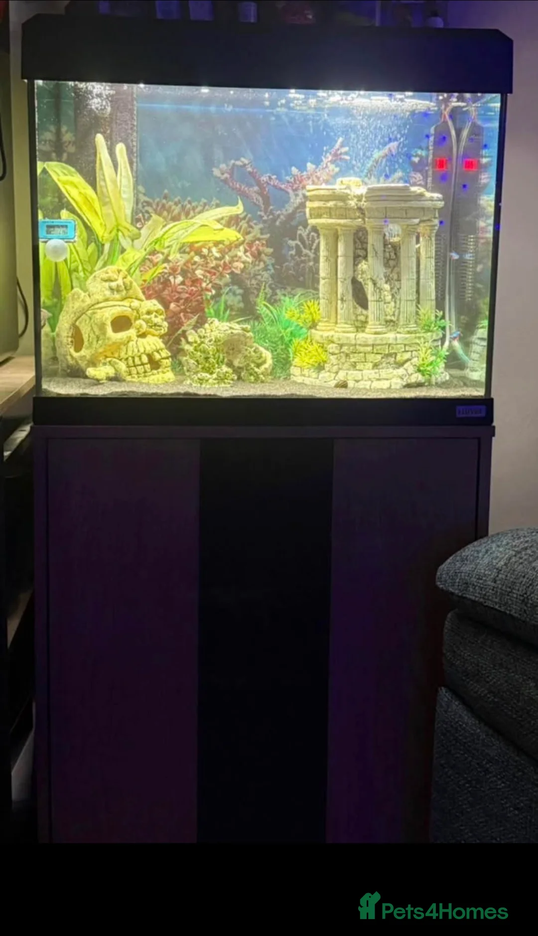 Mollies fish for sale: Fluval 90l tropical fish  - Advert 3