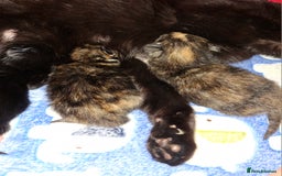 Domestic Shorthair cats for sale: 3 Tortoiseshell & 1 Black Kitten For Sale  - Image 3