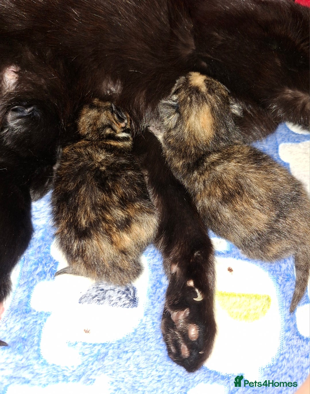 Domestic Shorthair cats for sale: 3 Tortoiseshell & 1 Black Kitten For Sale  - Image 3