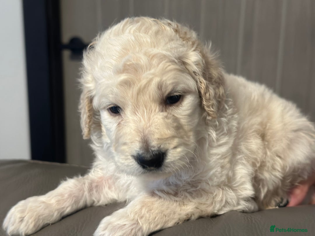 Goldendoodle dogs for sale: F1B STANDARD GOLDENDOODLE - Advert 18