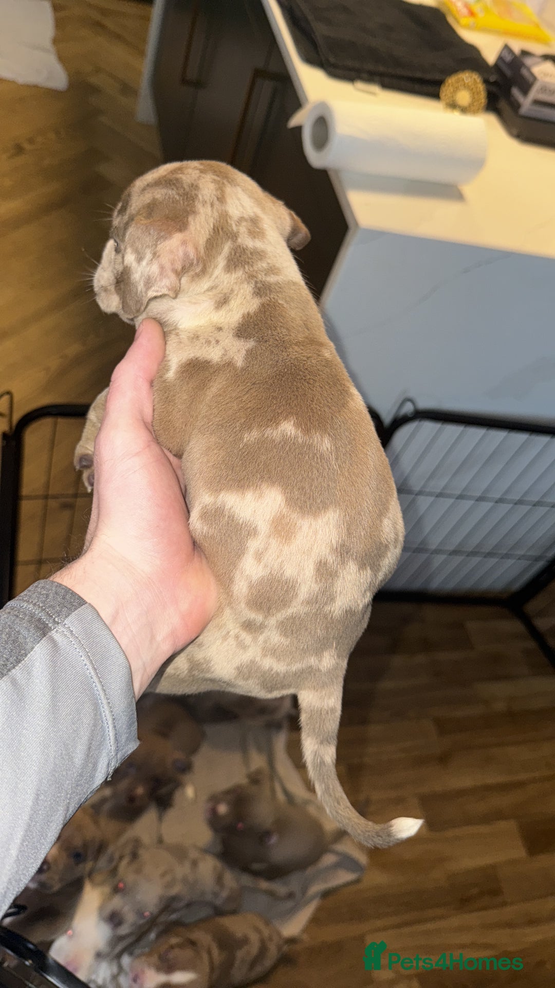 American Bully dogs for sale: Price Drop American pocket x American bully pups  in Bathgate - Image 20