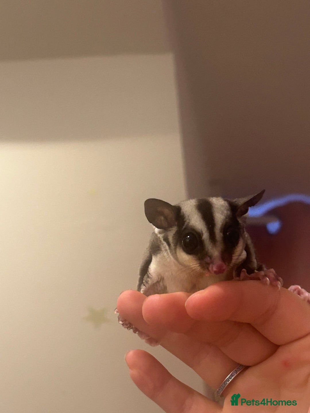 Sugar Glider rodents for sale: Joey sugar glider female.OOP- 16/09/2025 - Advert 5