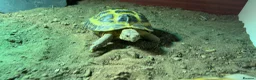 Tortoise reptiles for sale: Russian horsefield Tortoise (Male) in Wakefield - Advert 1