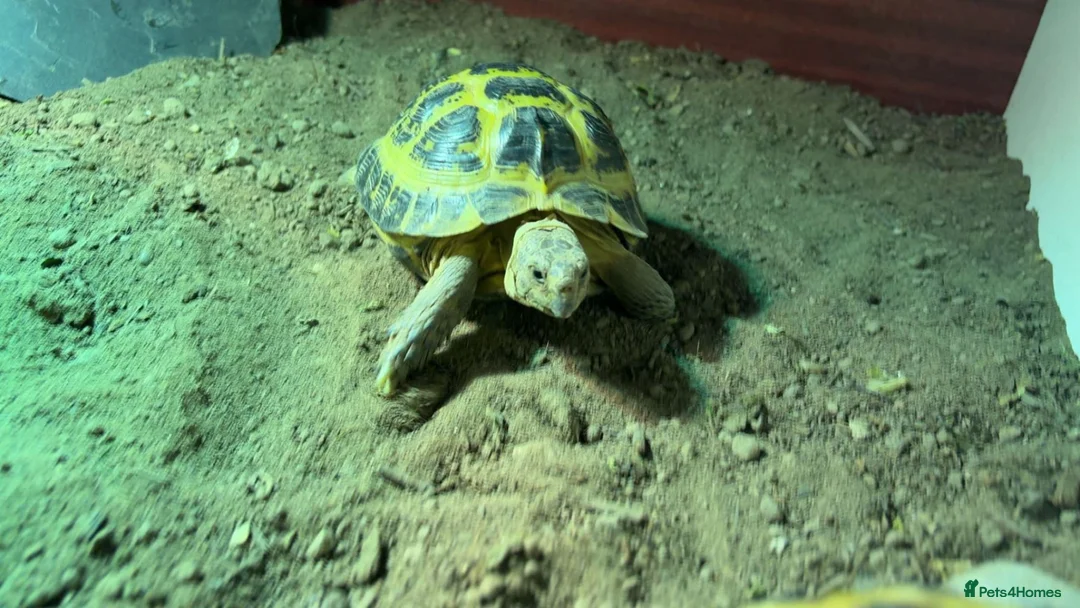 Tortoise reptiles for sale: Russian horsefield Tortoise (Male) in Wakefield - Advert 1