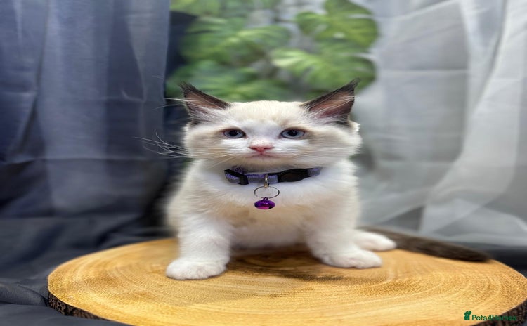 Ragdoll cats - Advert 2