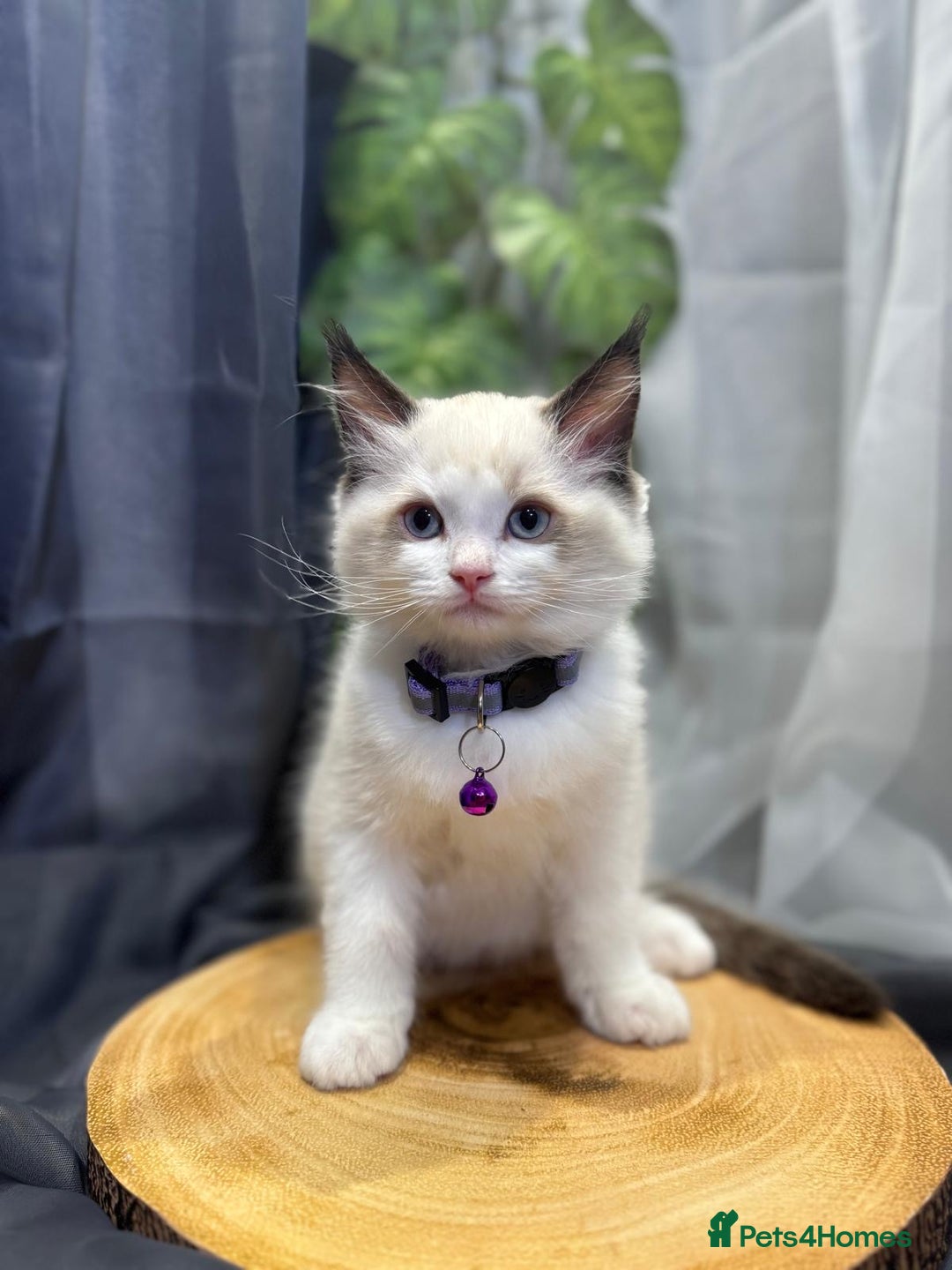 Ragdoll cats for sale: 💎 Purebred Ragdoll kittens-Champion Bloodlines 💎 - Image 1