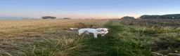 Mixed Breed dogs for sale: Bully mix for rehoming in Newton Aycliffe - Advert 7