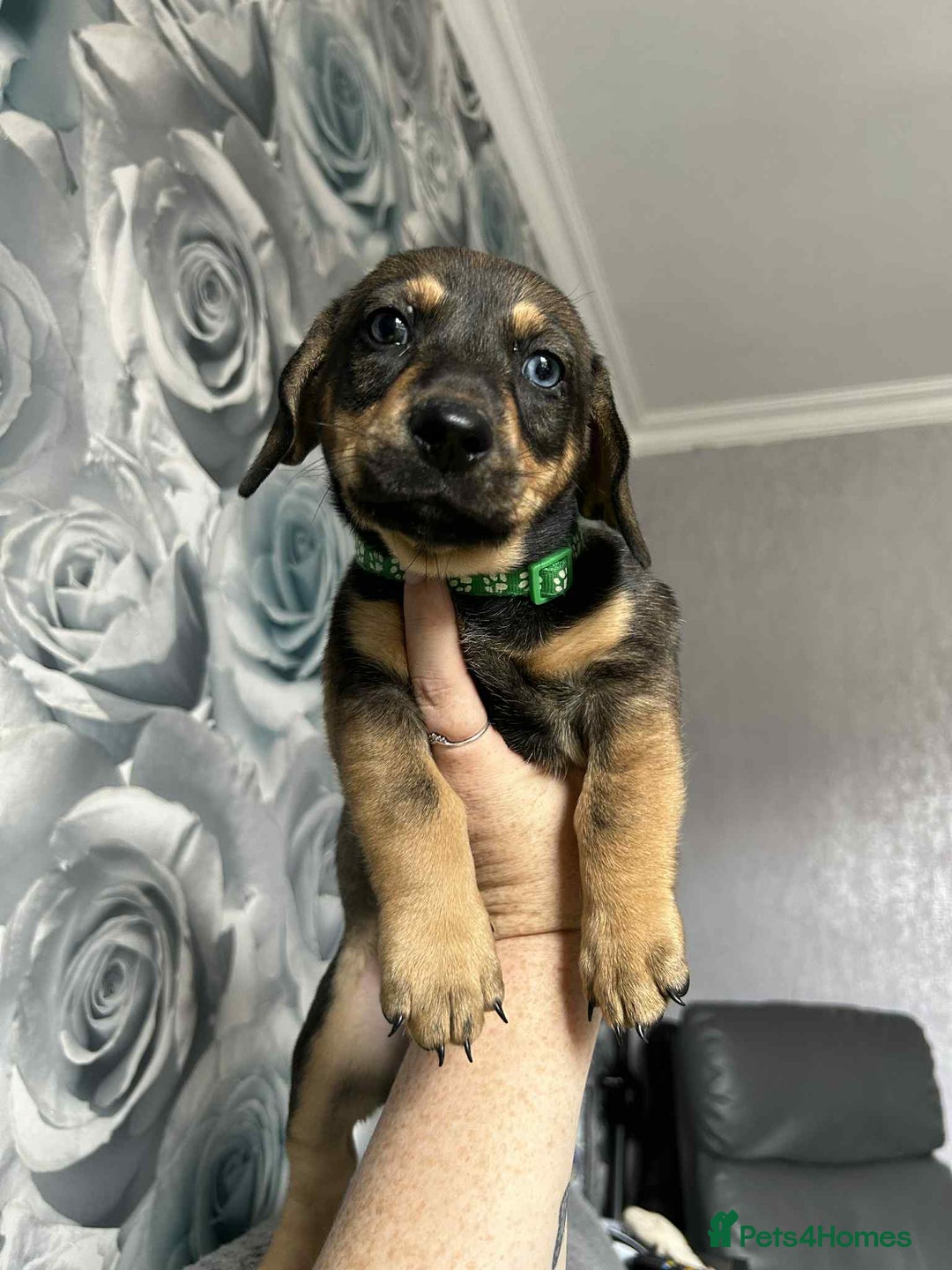 Mixed Breed dogs for sale: Husky x dashound  - Image 8