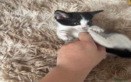 Domestic Shorthair cats for sale: Male kitten - last in the litter  - Image 4