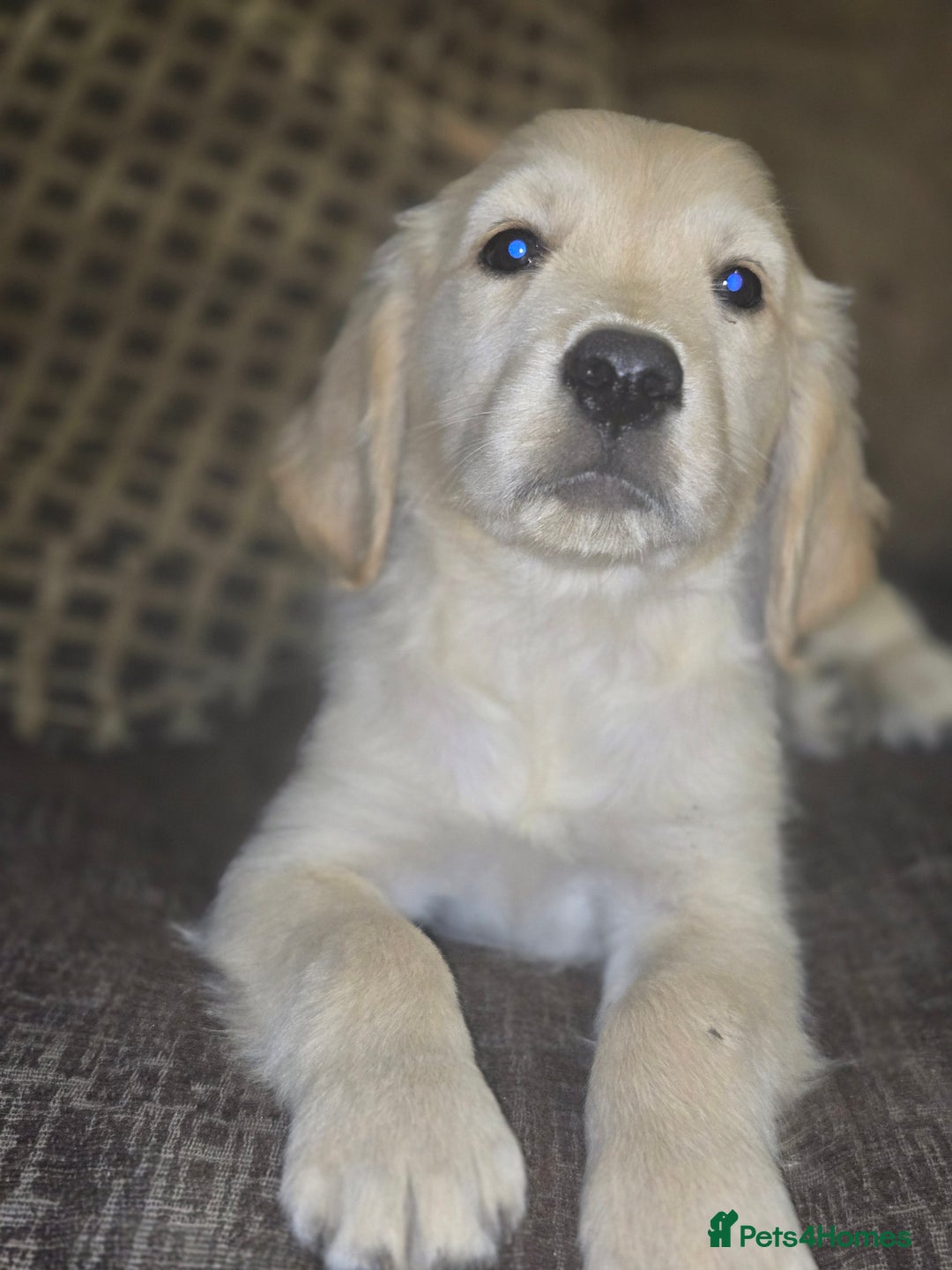 Golden Retriever dogs for sale: Ready to leave now 💕 fully vaccinated 🥰 - Image 18