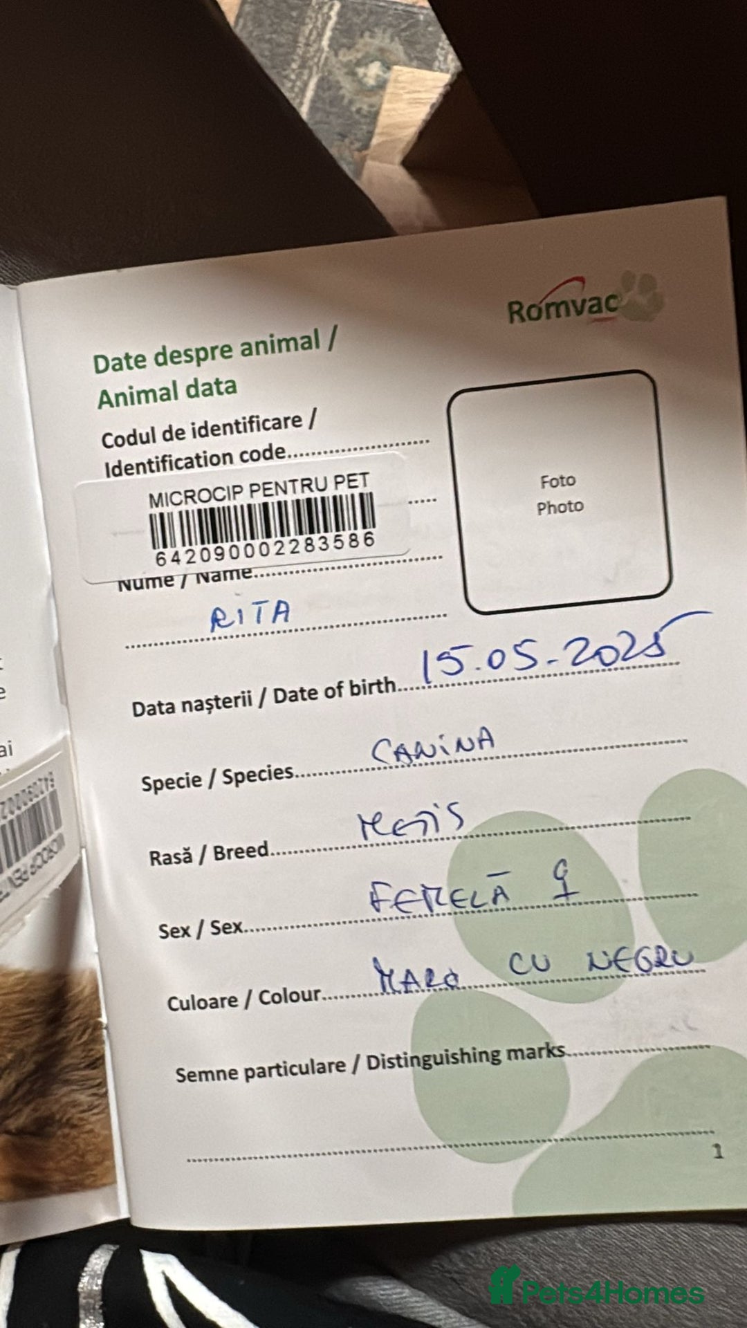 Mixed Breed dogs for adoption: RITA – a Superb young Girl for a Loving Home - Advert 22