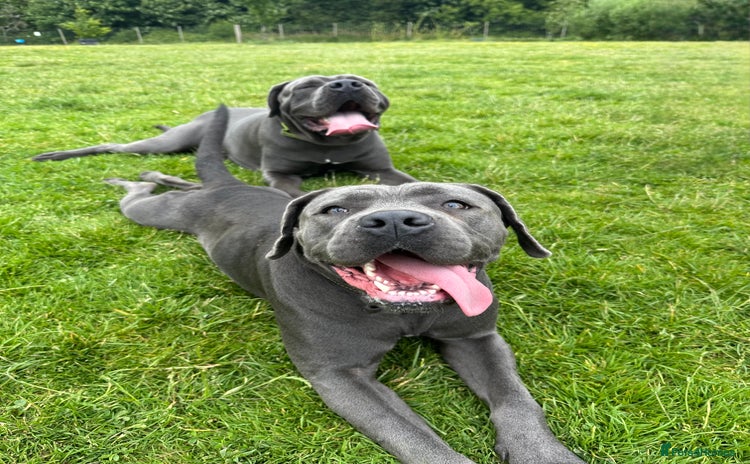 Cane Corso dogs - Advert 8