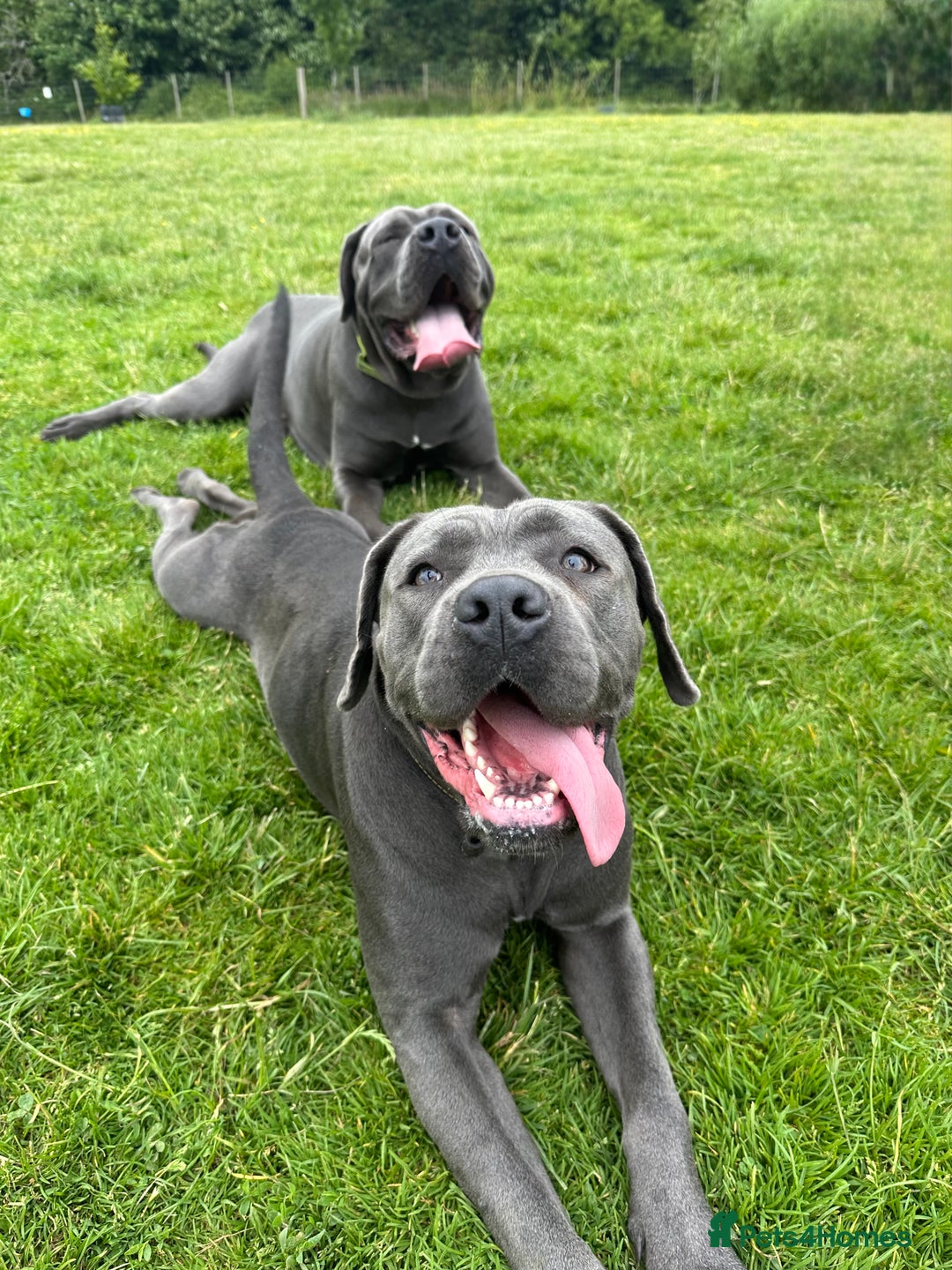 Cane Corso dogs for sale: Stunning blue cane corso litter - Image 1