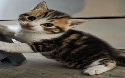 Mixed Breed cats for sale: Kittens - Mixed Breed  - Image 4