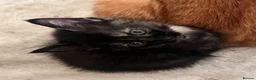 Mixed Breed cats for sale: Kittens  - Advert 11