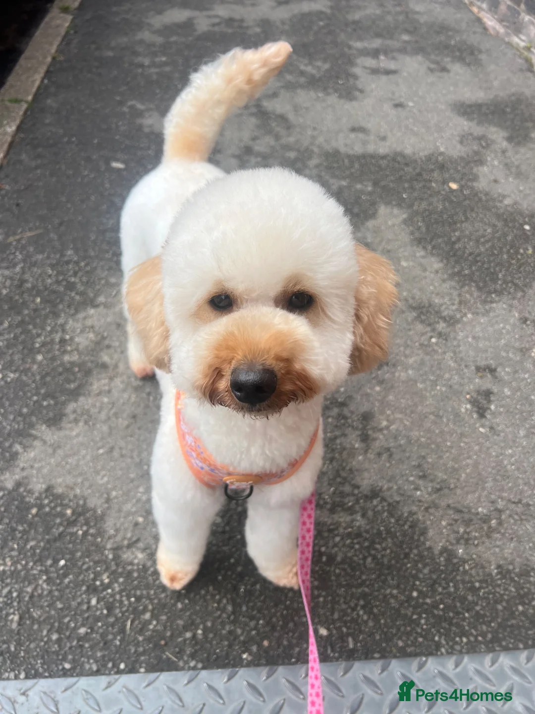 Miniature Poodle dogs for sale: KC registered miniature poodles  - Advert 2