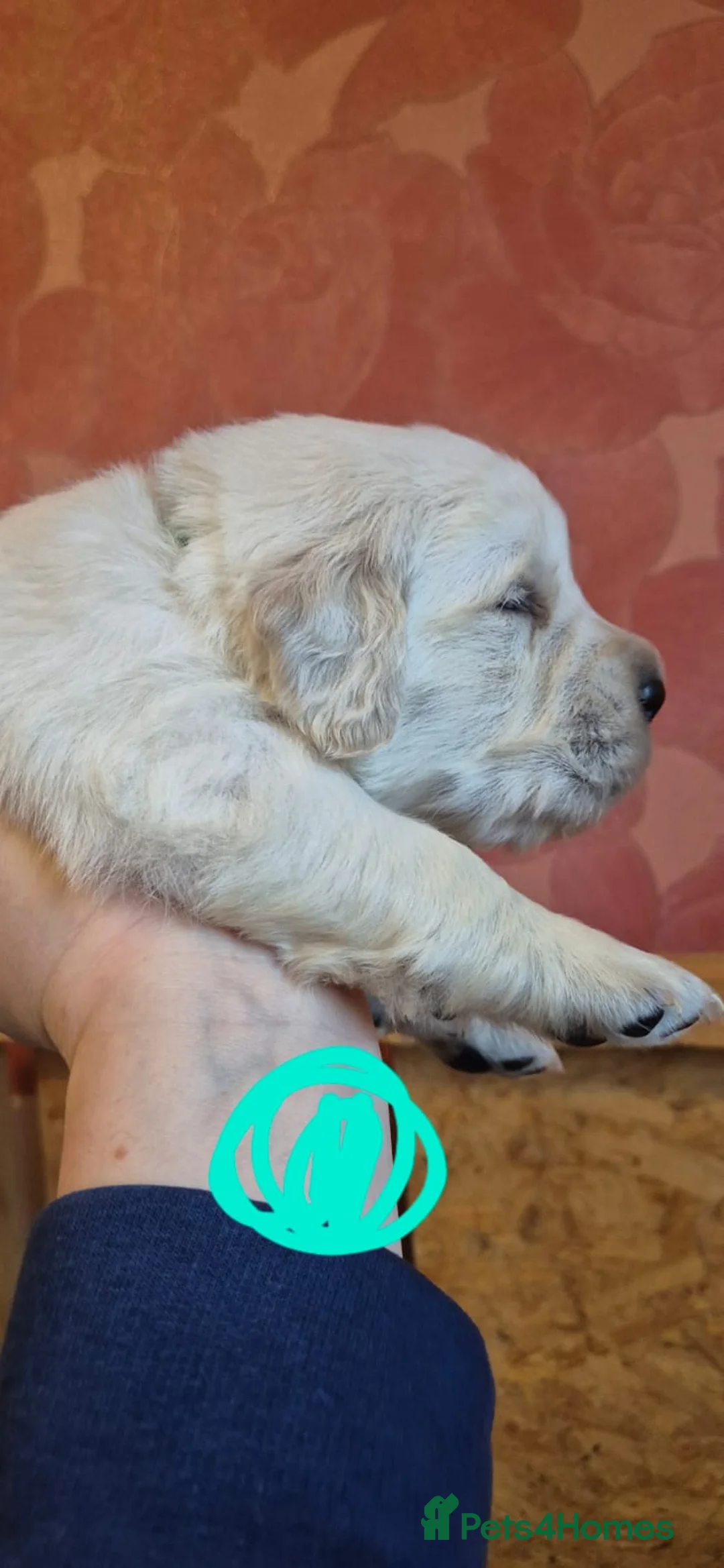 Golden Retriever dogs for sale: KC Registered Golden Retriever Glasgow  - Advert 15