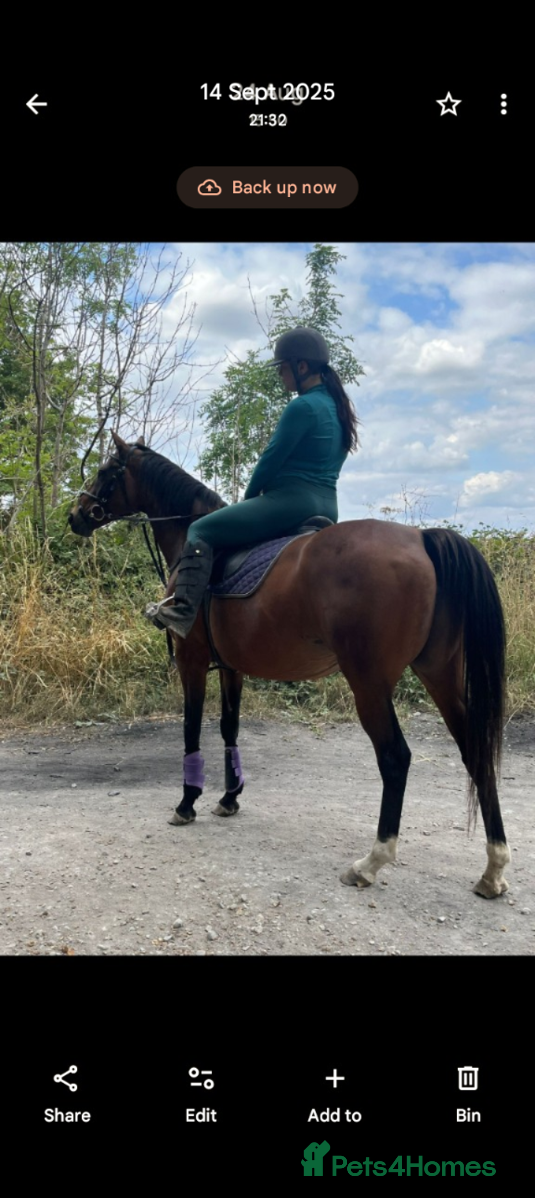 English Thoroughbred horses for sale: Amber - Advert 1