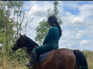 English Thoroughbred horses Amber - Advert 2