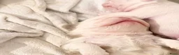 French Bulldog dogs for sale: Two caramel pink husky frenchies  - Advert 7