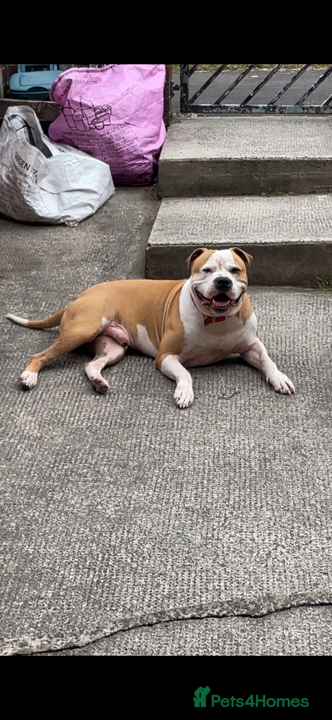 Mixed Breed dogs for stud: 3/4 American bulldog 1/4 staff in Swansea - Advert 5