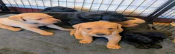 Labrador Retriever dogs for sale: Labrador puppies  in Oswestry - Advert 8