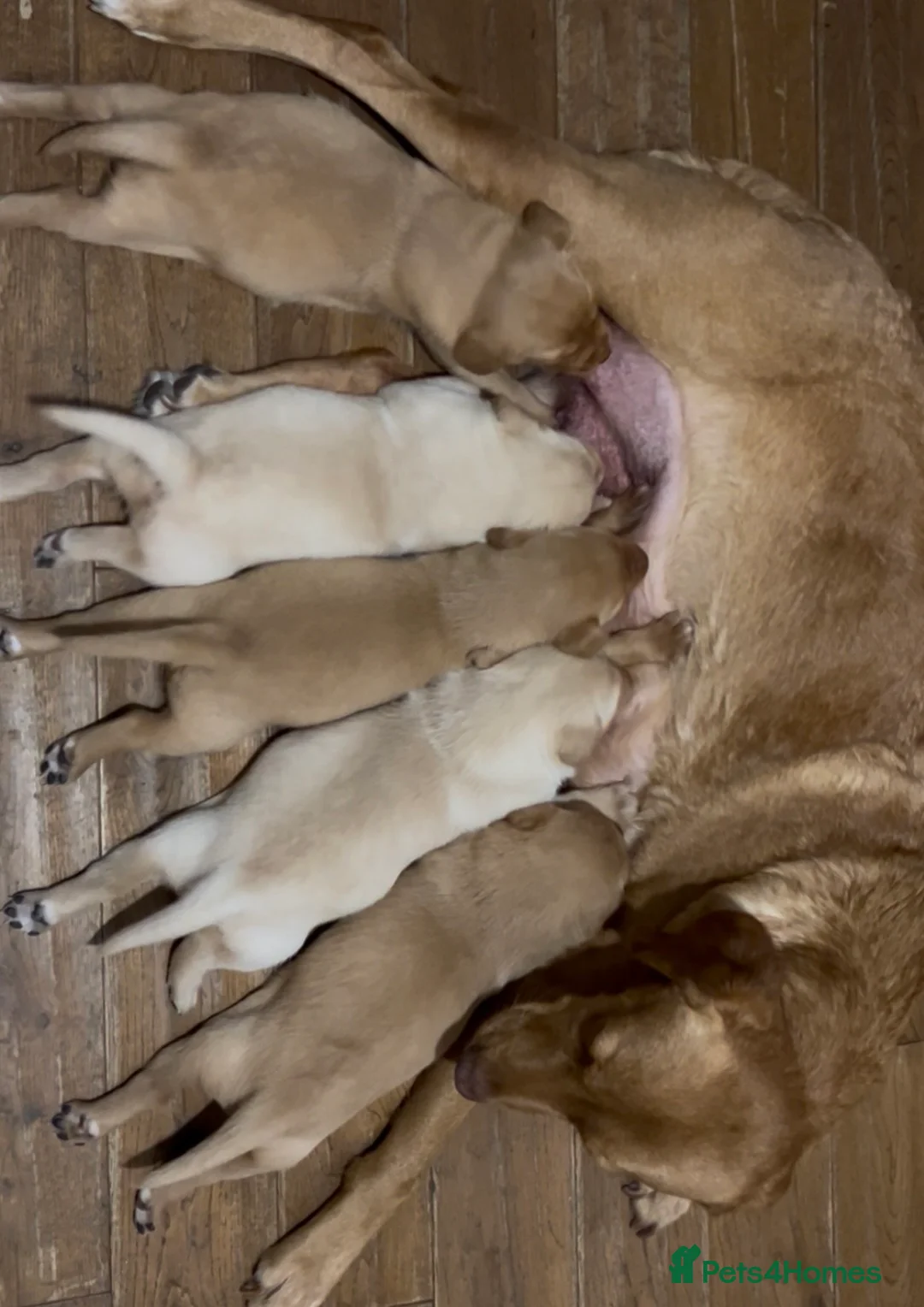 Labrador Retriever dogs for sale: Beautiful Labrador retriever puppies  in Holmfirth - Advert 1
