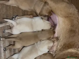 Labrador Retriever dogs Beautiful Labrador retriever puppies - Advert 1