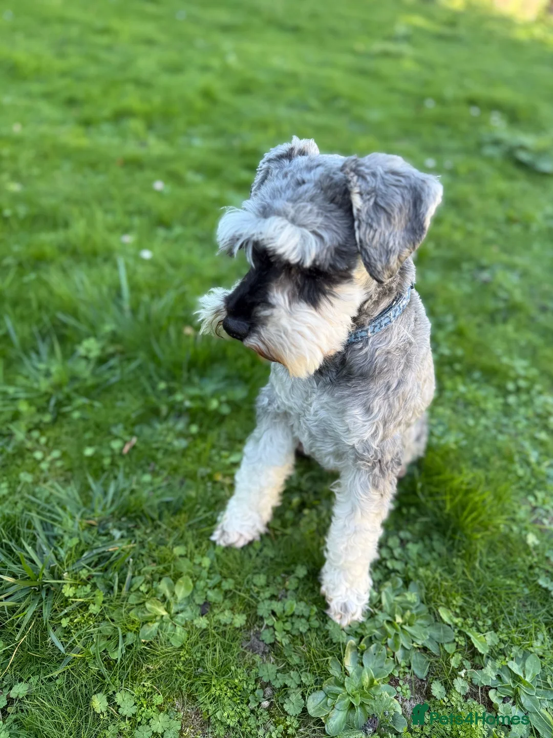 Miniature Schnauzer dogs for stud: BUDDY & HARRY  - Advert 3