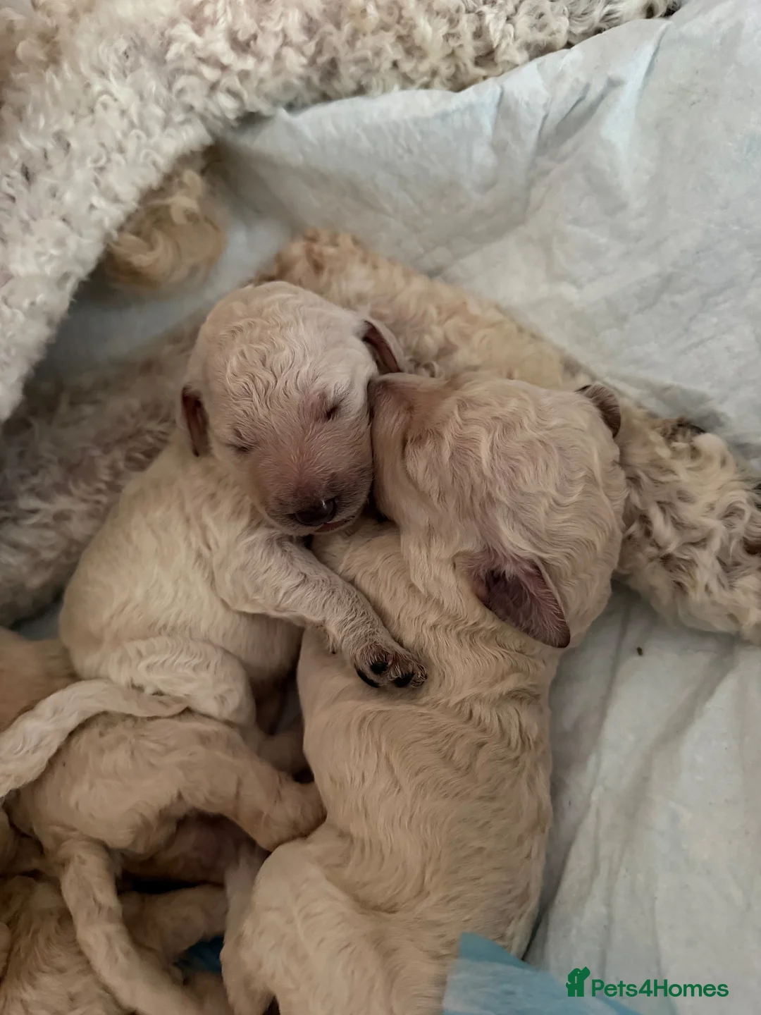 Standard Poodle dogs for sale: KC STANDARD POODLE PUPPIES - Advert 2