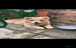 Chow Chow dogs for sale: 2 Beautiful Male Chow Chow Puppies for sale  - Image 14