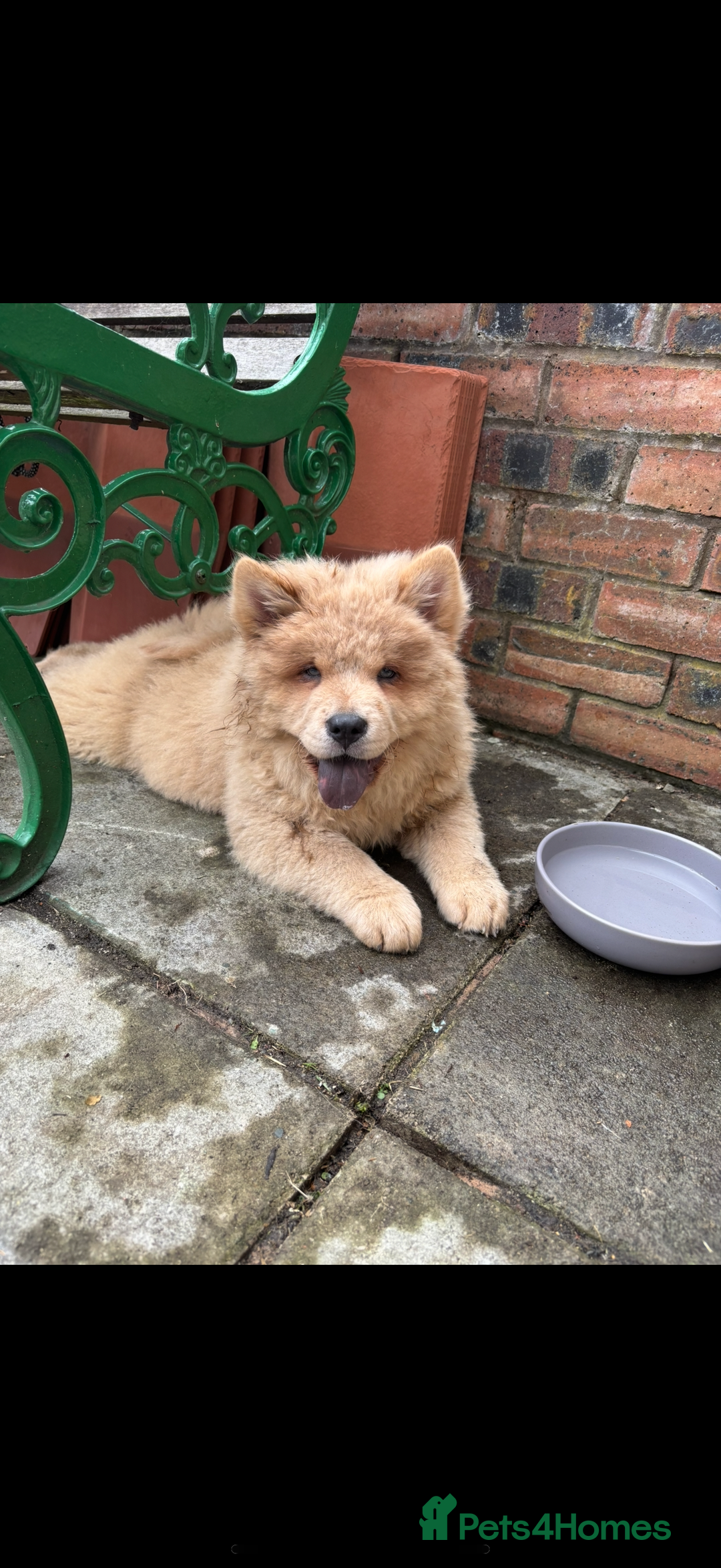 Chow Chow dogs for sale: 2 Beautiful Male Chow Chow Puppies for sale  - Image 14