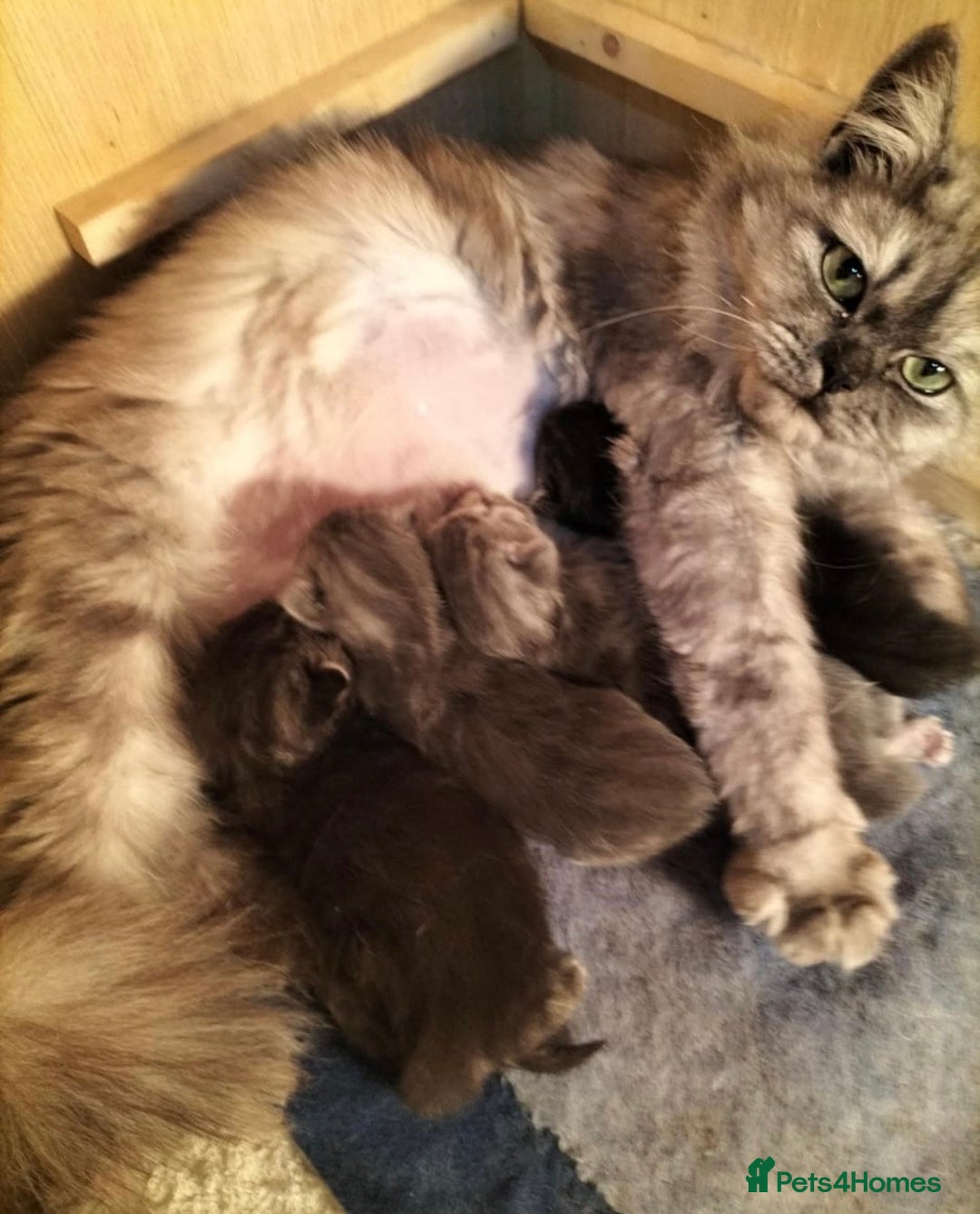Siberian cats for sale: Purebred Siberian  - Image 2