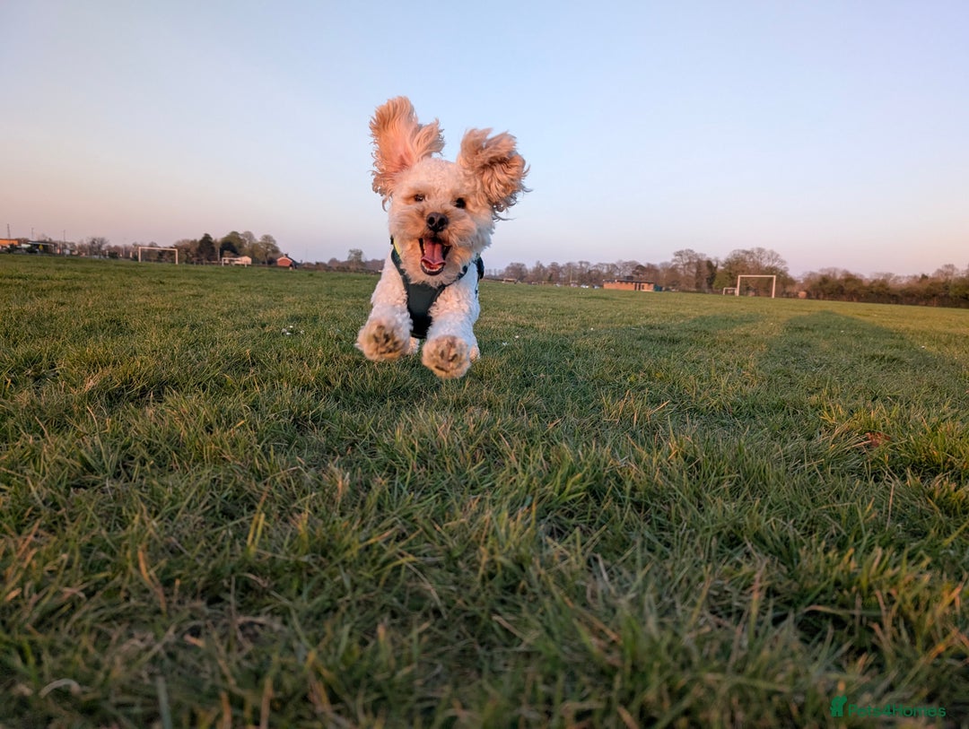Maltipoo dogs for stud: Maltipoo(75% Toy Poodle, 25% Maltese) Boy for Stud - Image 8