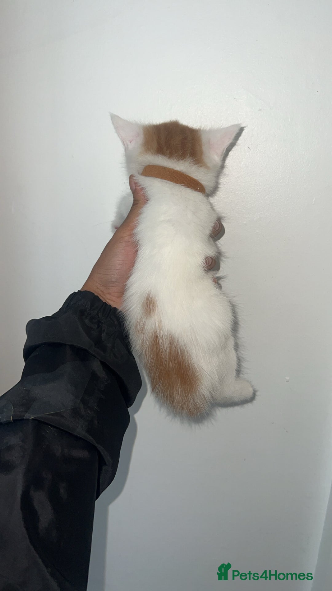 Mixed Breed cats for sale: Beautiful kittens looking for new homes!! - Image 9