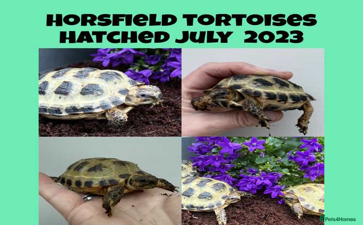 Tortoise reptiles - Advert 1
