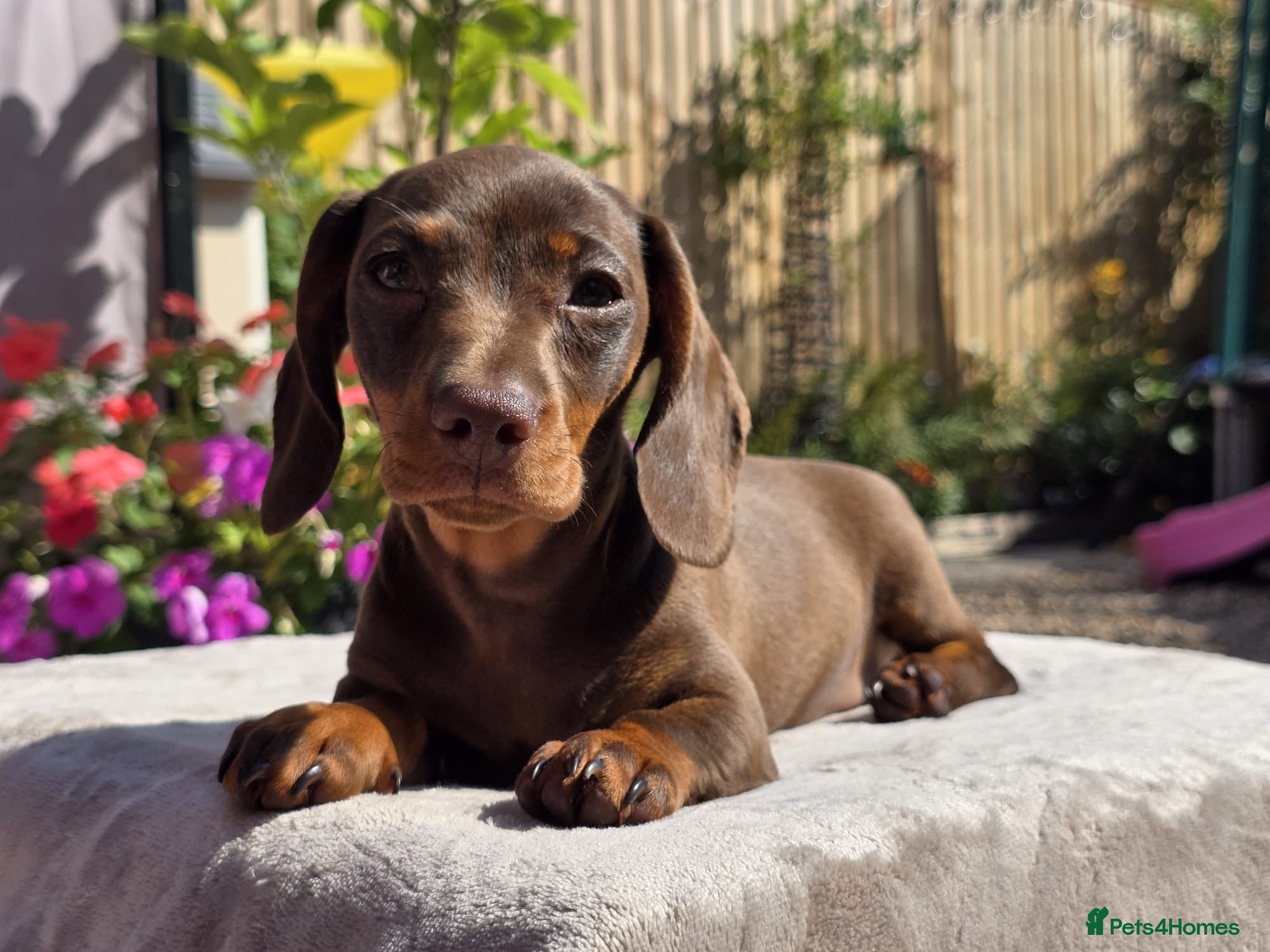 Miniature Dachshund dogs 1 pedigree choc and tan girl left - Advert 17