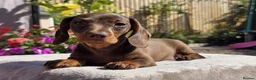 Miniature Dachshund dogs for sale: Pedigree miniature dachshund  - Advert 9
