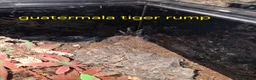 Mixed Breed reptiles for sale: Selling all reptiles reduced prices - Advert 11