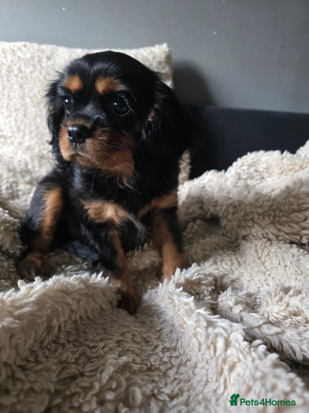 Cavalier King Charles Spaniel dogs for sale: KC Cavalier pupies - Advert 9