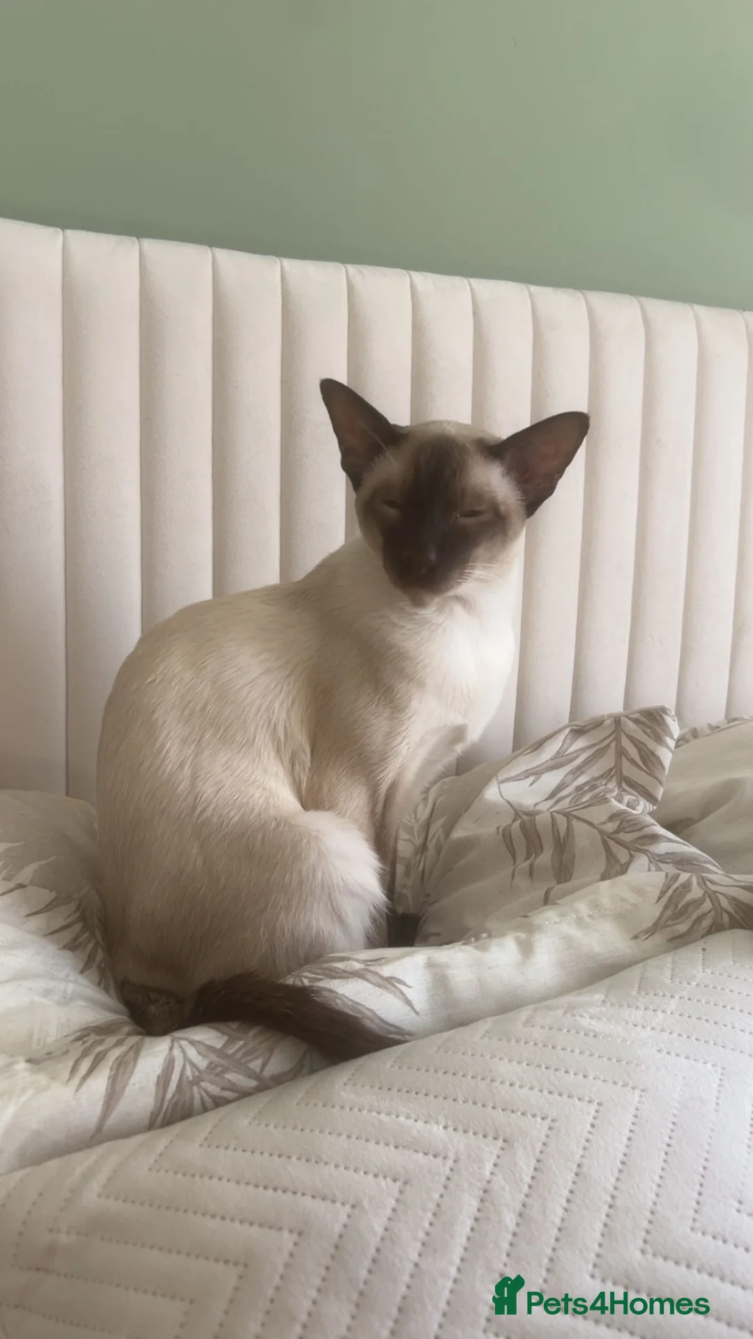 Siamese cats for sale: Siamese boy  in Sheffield - Advert 2