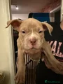 American Bully Puppy 5