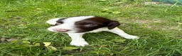 English Springer Spaniel dogs for sale: Well bred Springer Spaniel puppies  - Advert 5