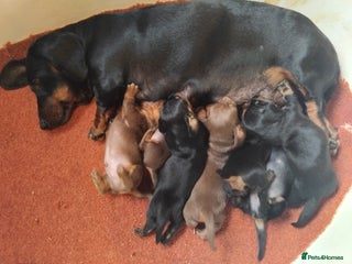 Miniature Dachshund dogs - Advert 11