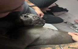 Cane Corso dogs for sale: Nellie 11 month old cane corso  - Image 11